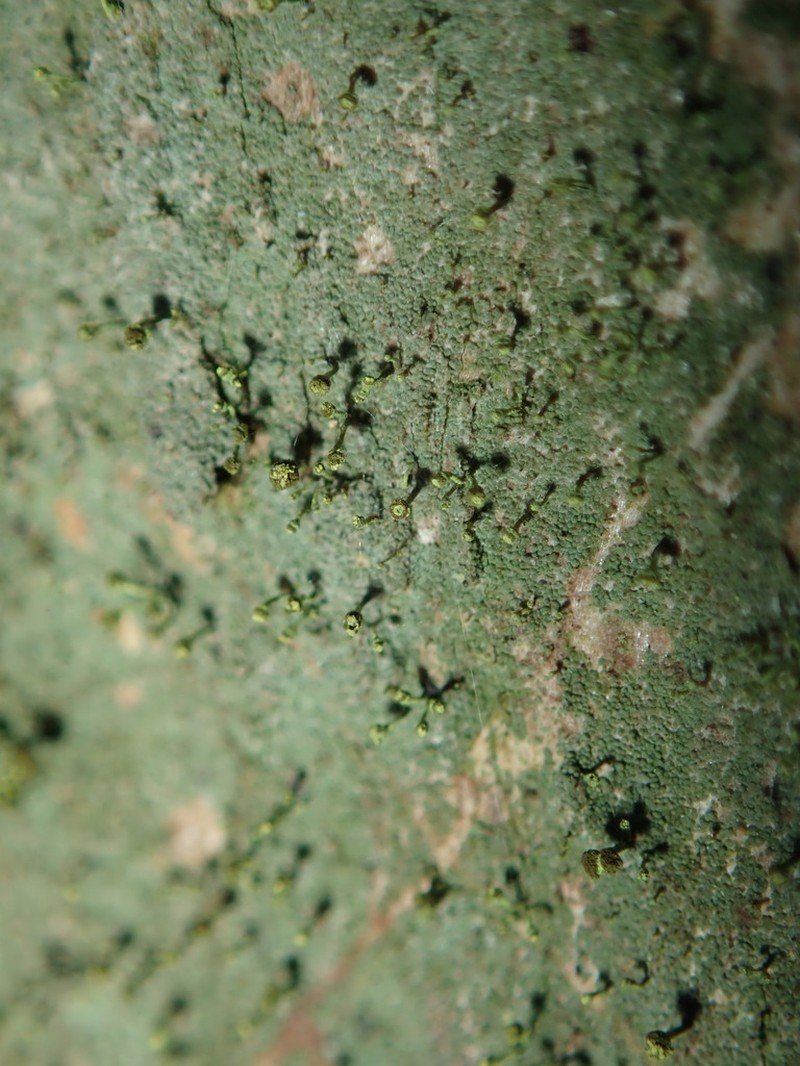Needle Lichen photo 5