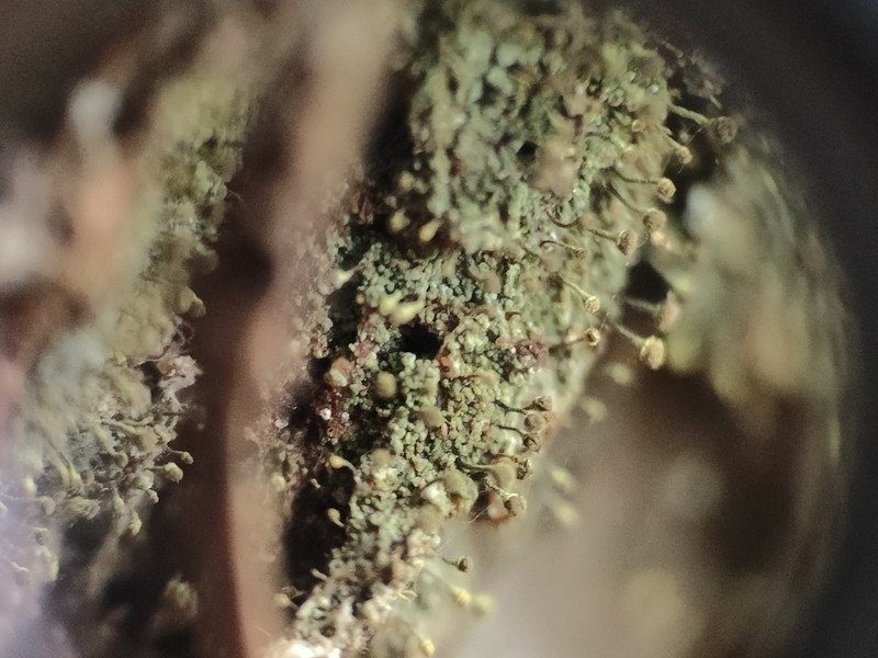 Needle Lichen photo 6
