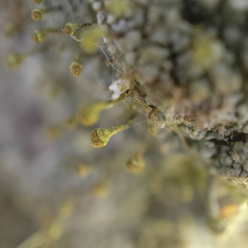 Needle Lichen photo 7