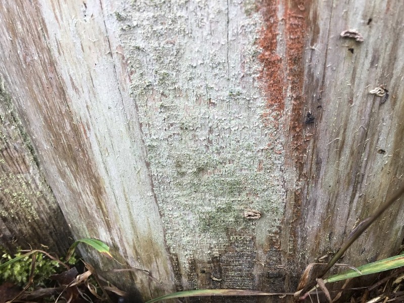 Needle Lichen photo 8