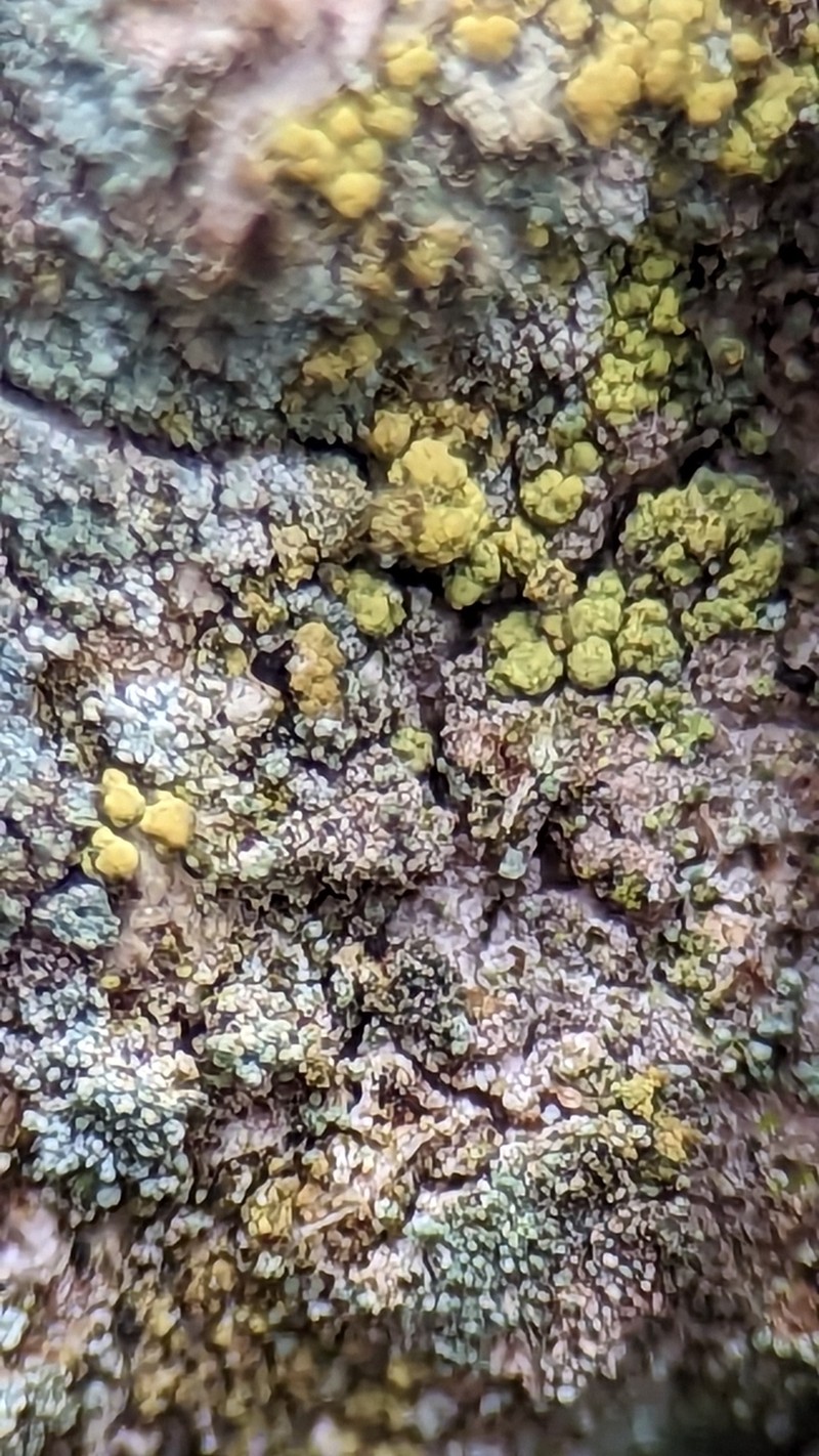 Needle Lichen