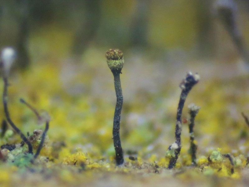 Needle Lichen