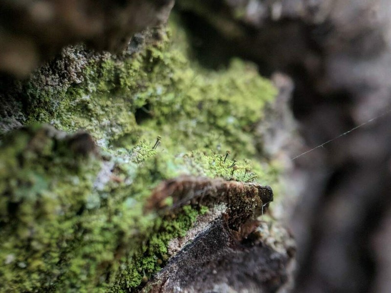 Needle Lichen photo 2