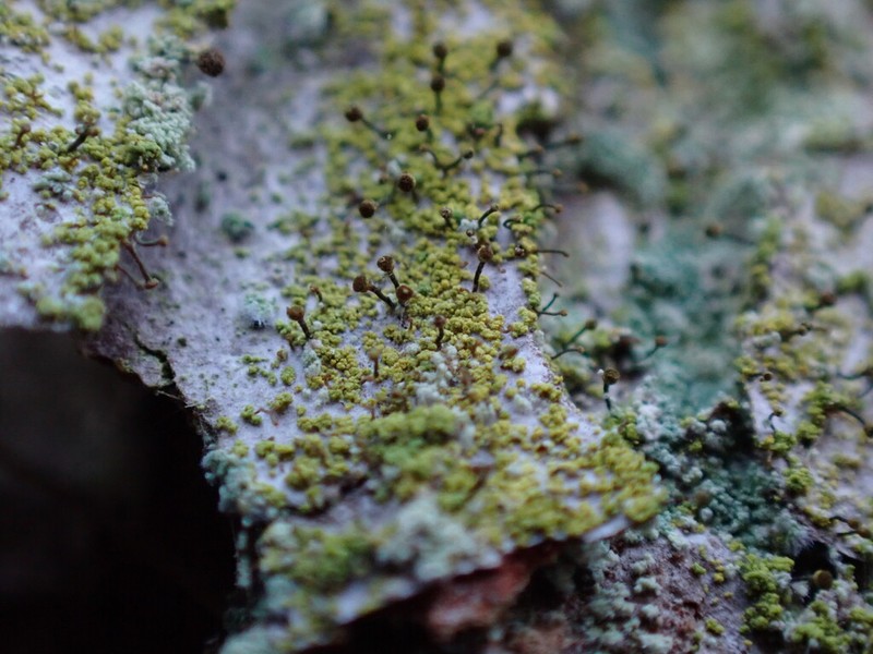 Needle Lichen photo 3