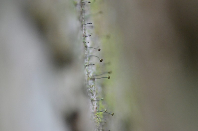 Needle Lichen photo 4