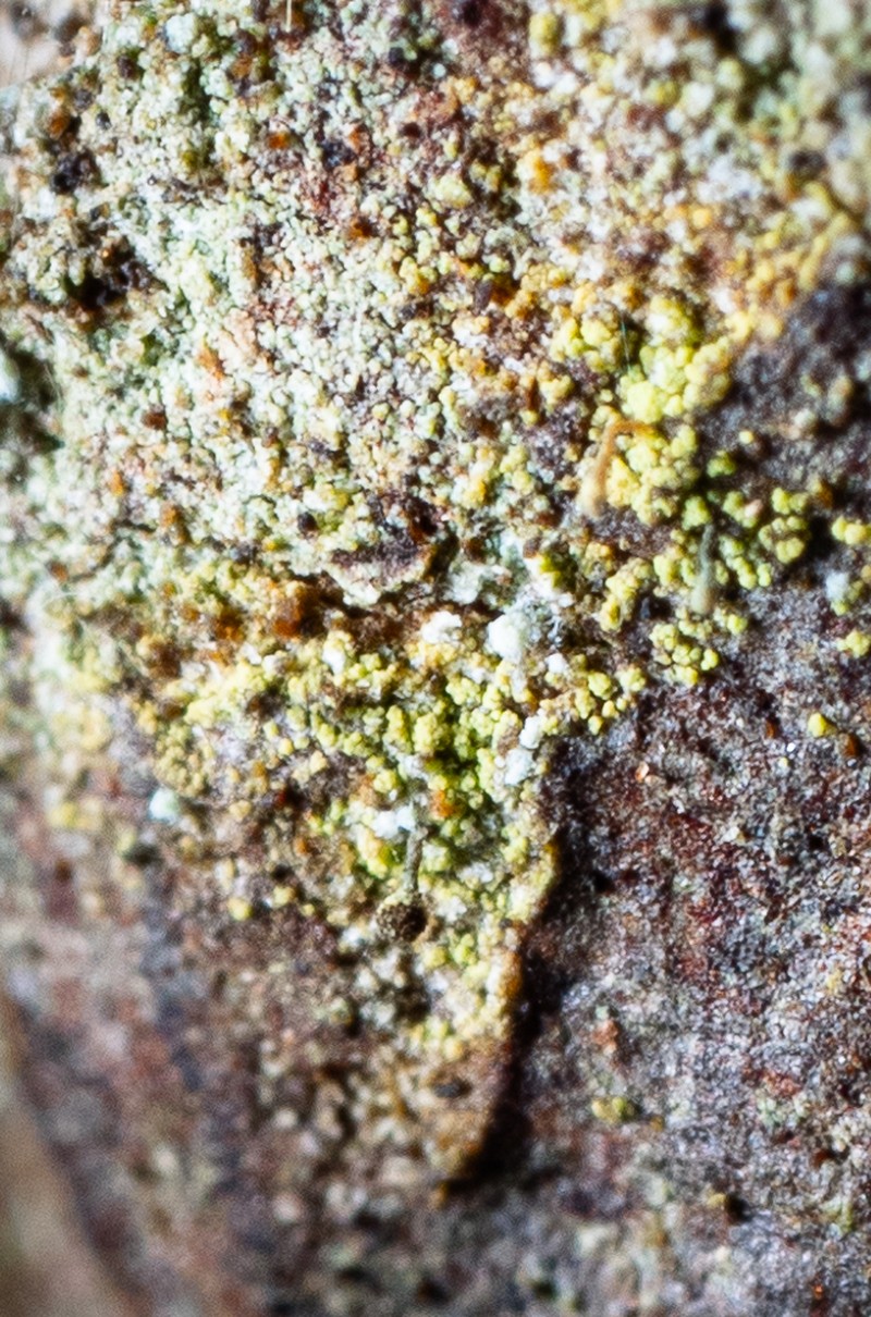 Needle Lichen photo 5