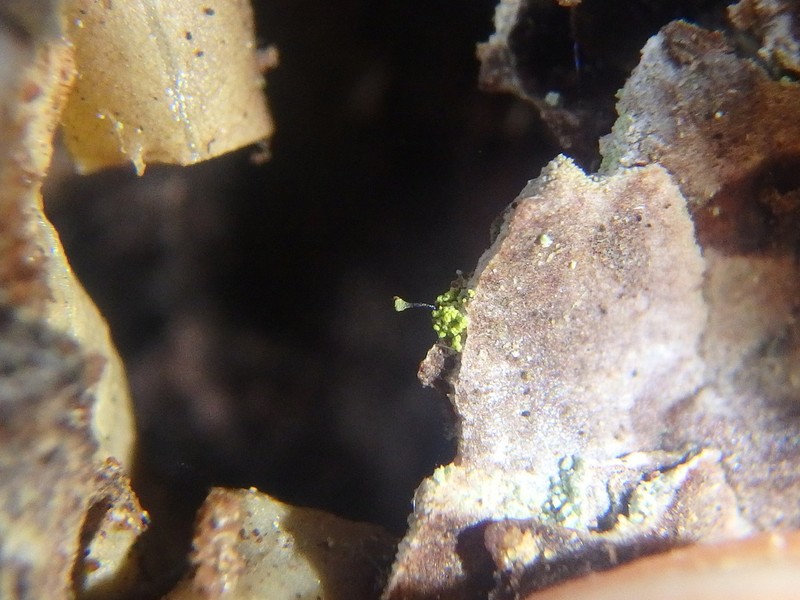 Needle Lichen photo 6