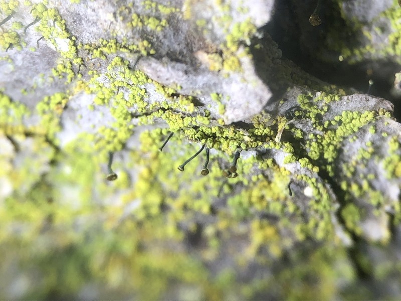 Needle Lichen photo 7