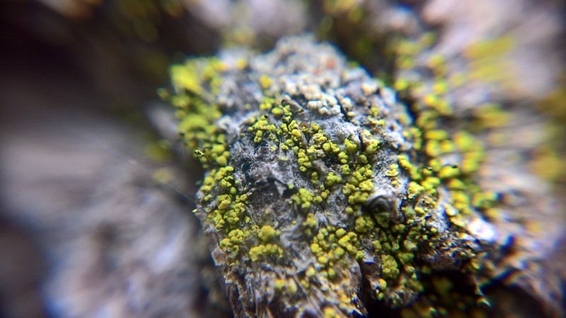 Needle Lichen photo 8