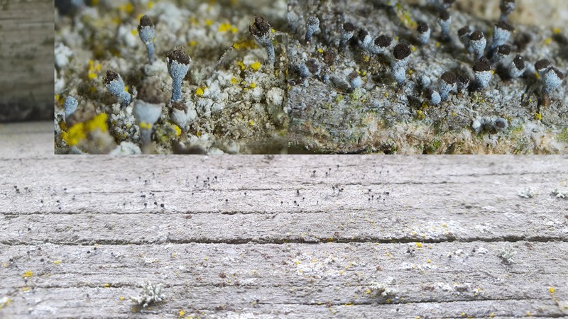 Needle Lichen
