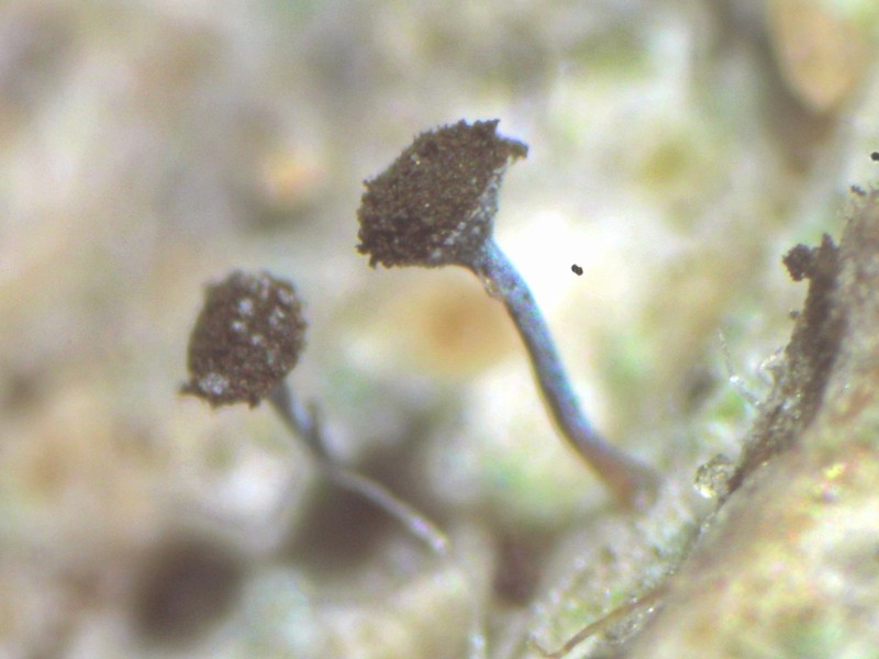 Needle Lichen photo 2