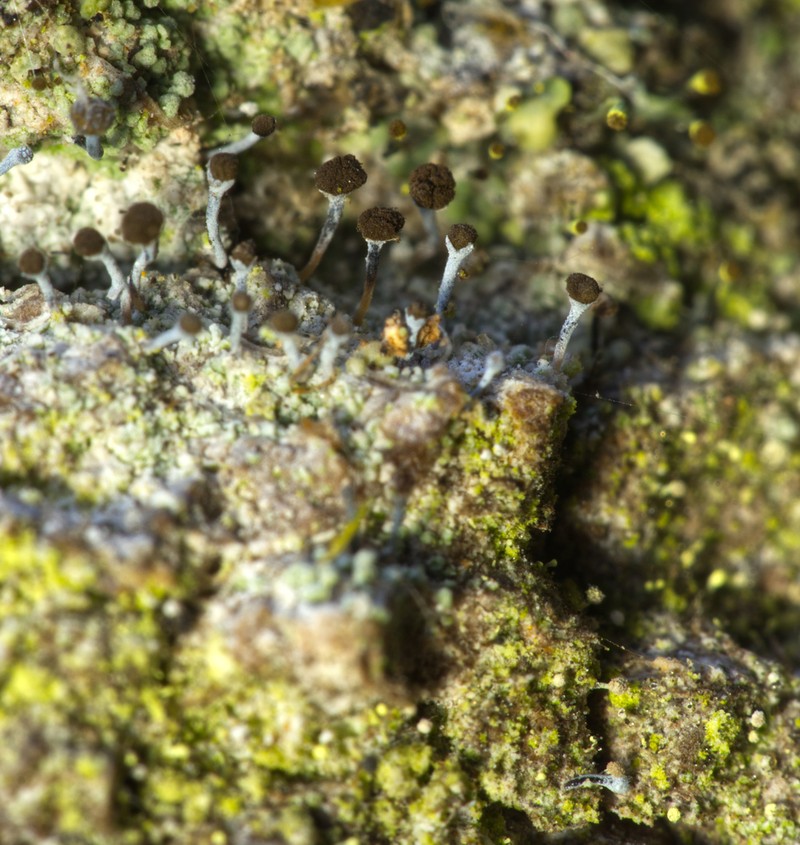Needle Lichen photo 3