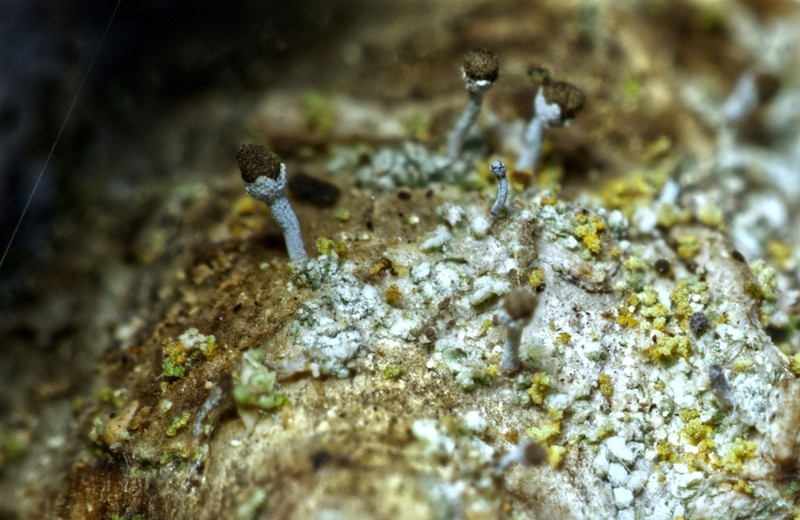 Needle Lichen photo 5