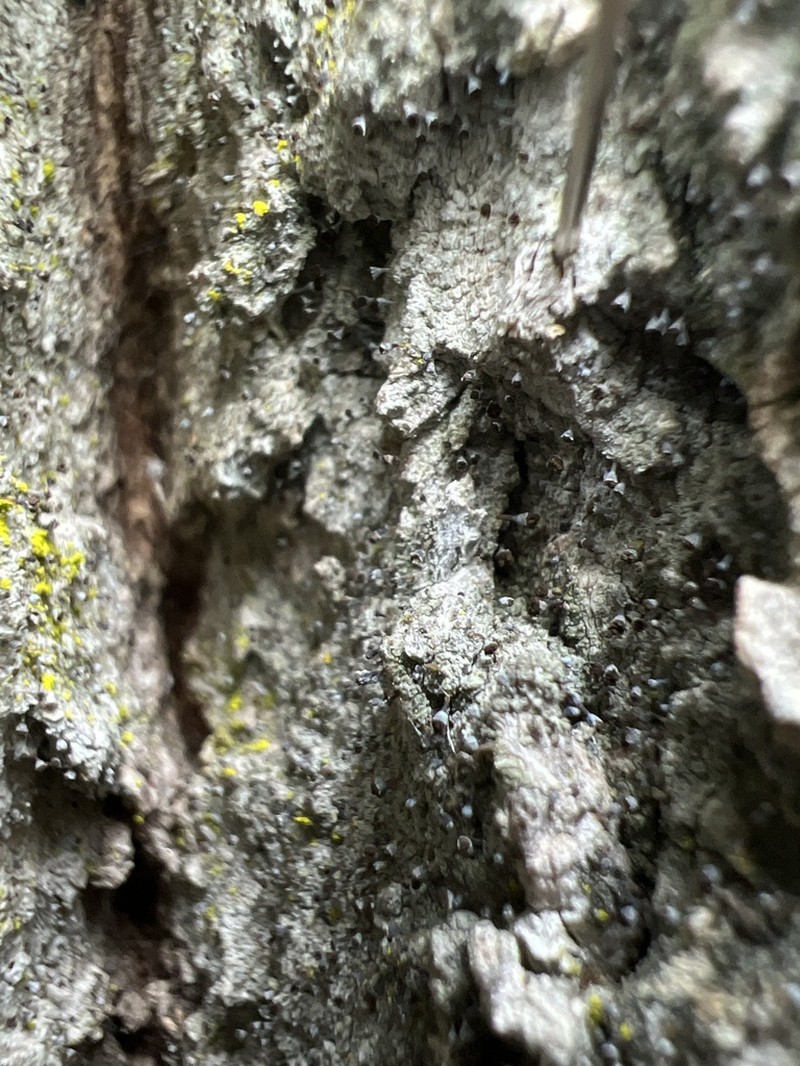 Needle Lichen photo 6