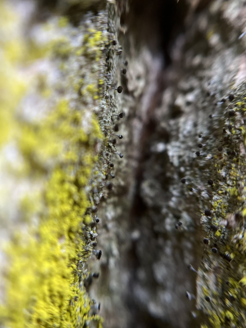 Needle Lichen photo 7