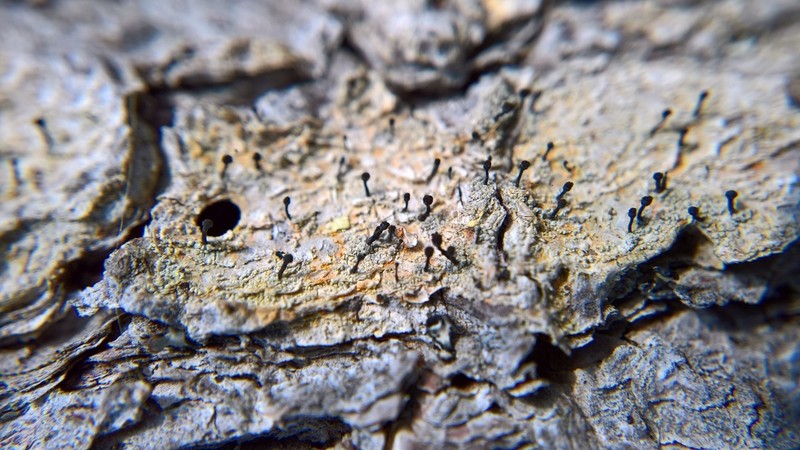 Needle Lichen