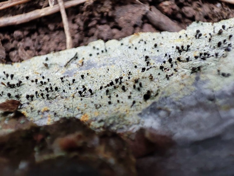 Needle Lichen photo 2