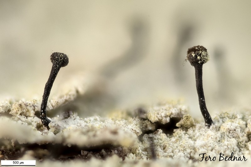 Needle Lichen photo 3