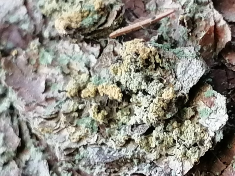 Needle Lichen photo 5