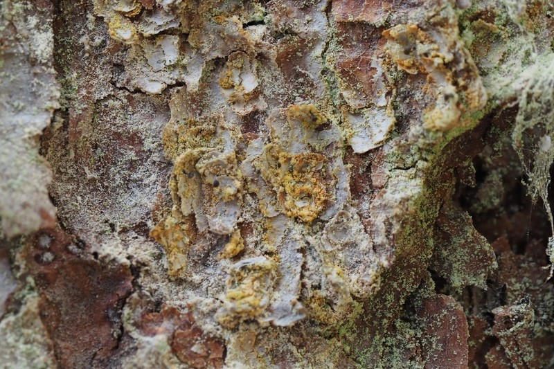 Needle Lichen photo 6
