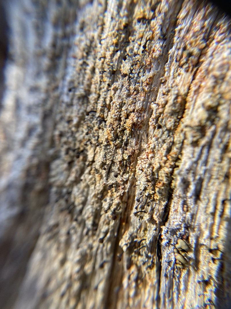 Needle Lichen photo 7