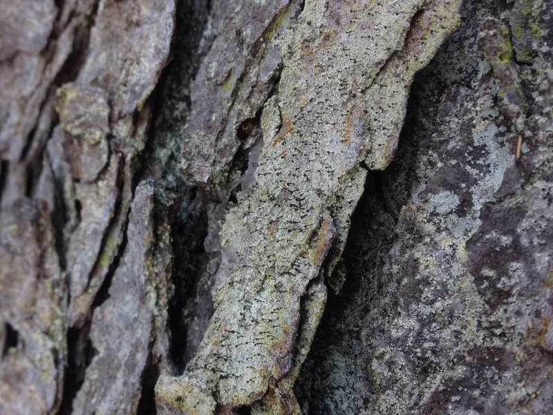 Needle Lichen photo 8