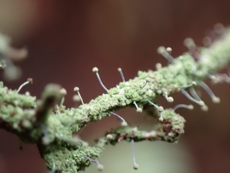 Needle Lichen