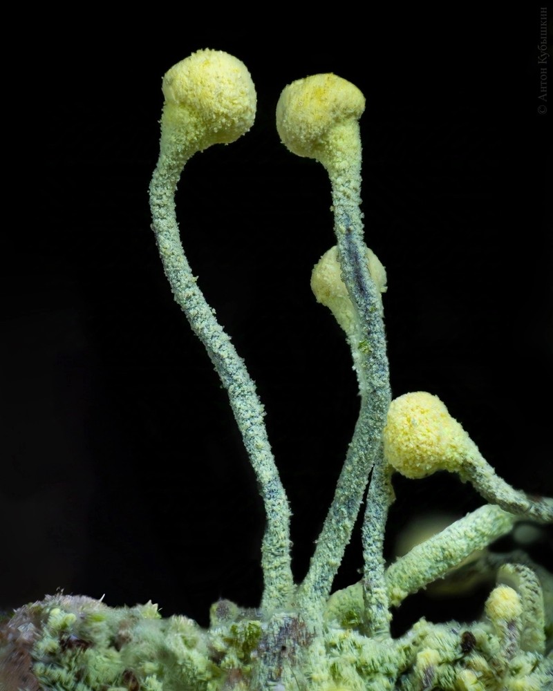 Needle Lichen