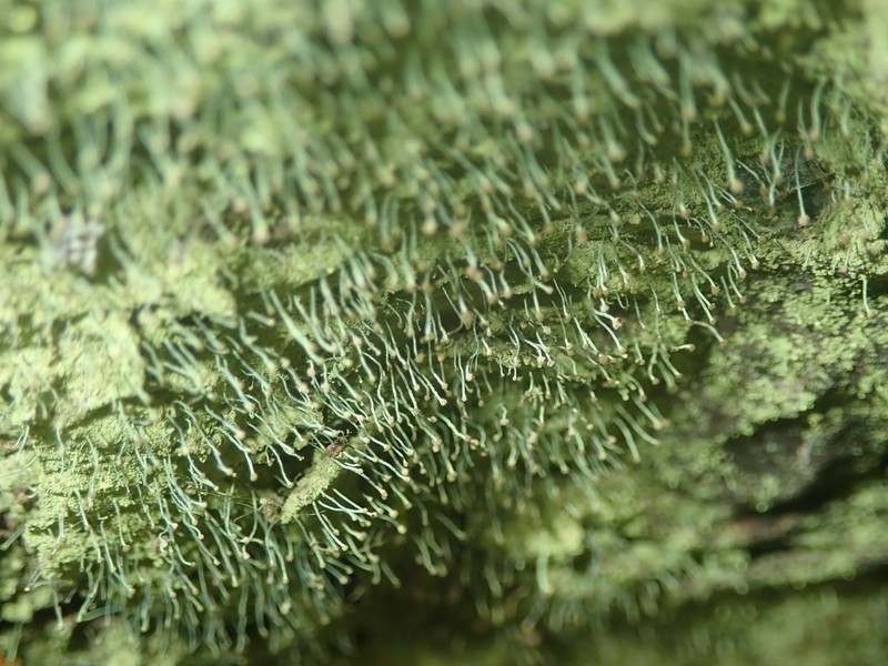 Needle Lichen photo 2