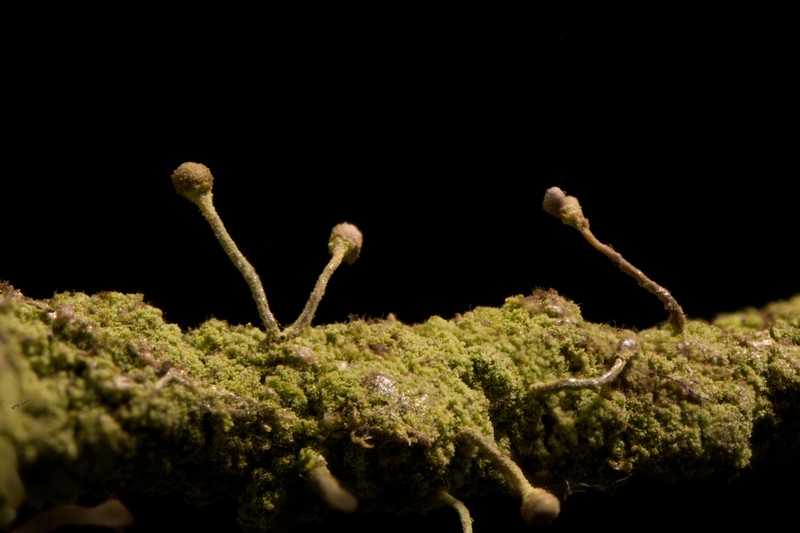 Needle Lichen photo 3