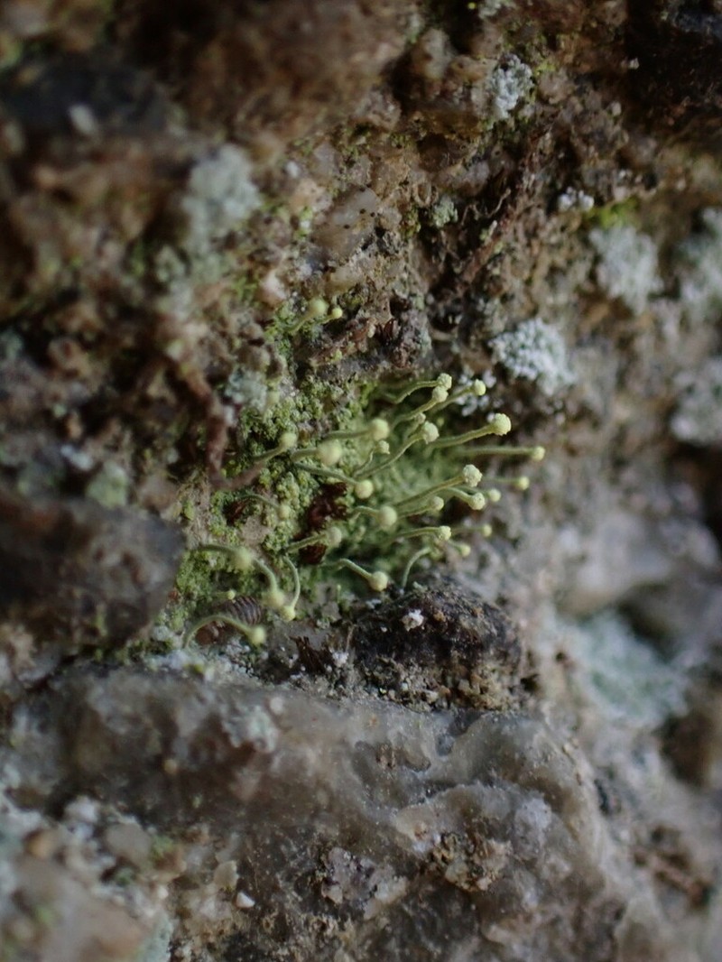 Needle Lichen photo 4