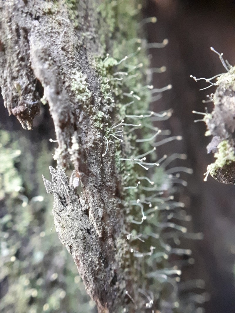 Needle Lichen photo 5