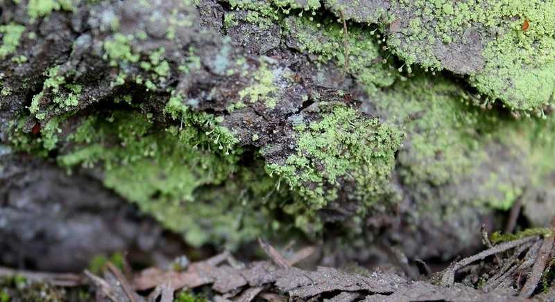 Needle Lichen photo 6