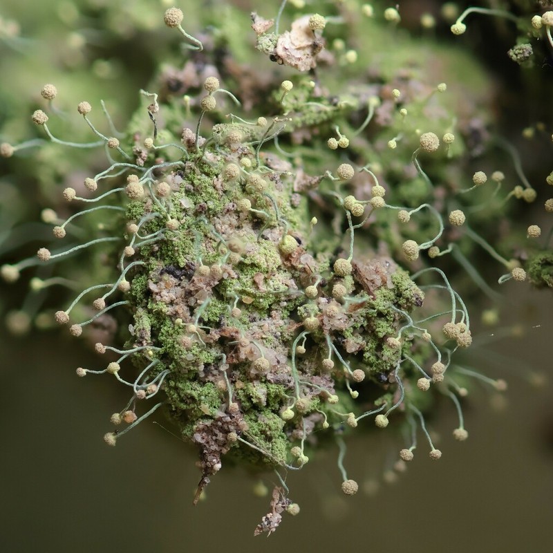 Needle Lichen photo 7