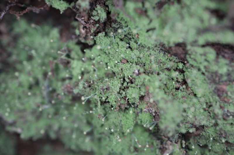 Needle Lichen photo 8
