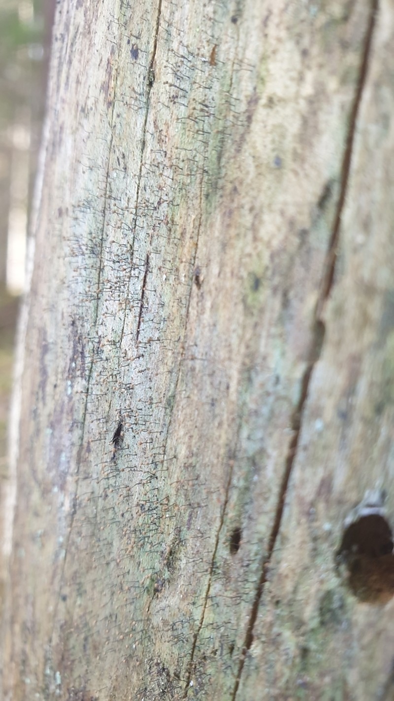 Needle Lichen