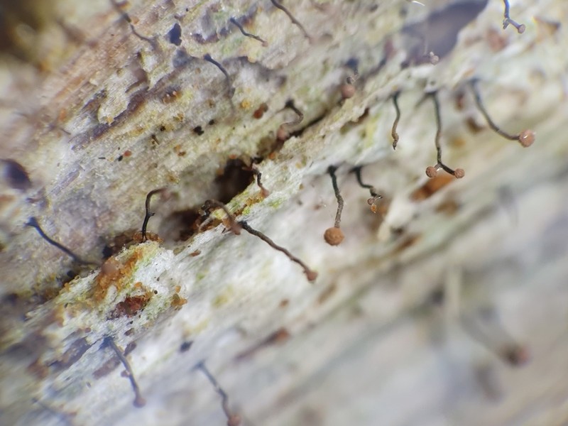 Needle Lichen photo 2