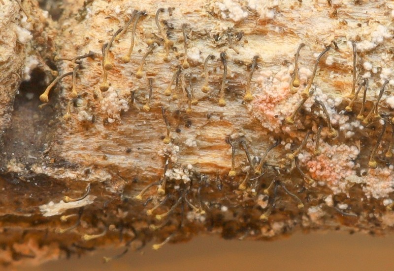 Needle Lichen photo 3