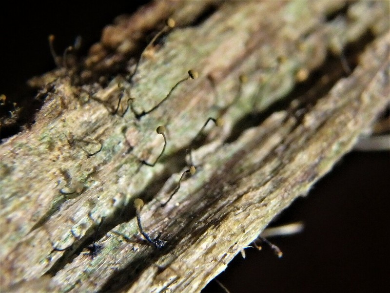 Needle Lichen photo 4