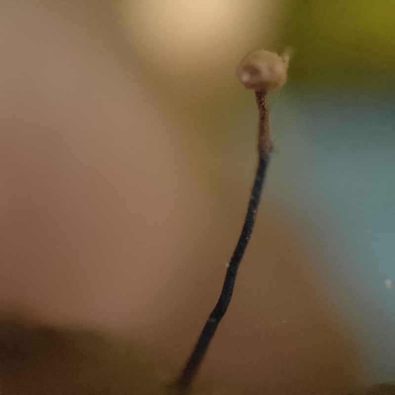 Needle Lichen photo 5