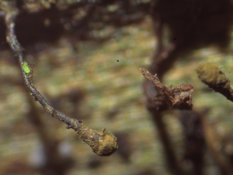 Needle Lichen photo 6