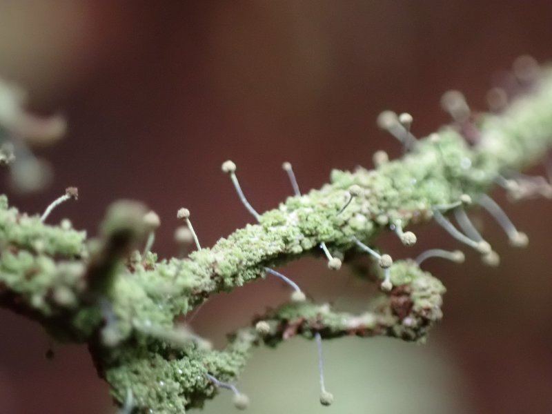 Hispid Needle Lichen