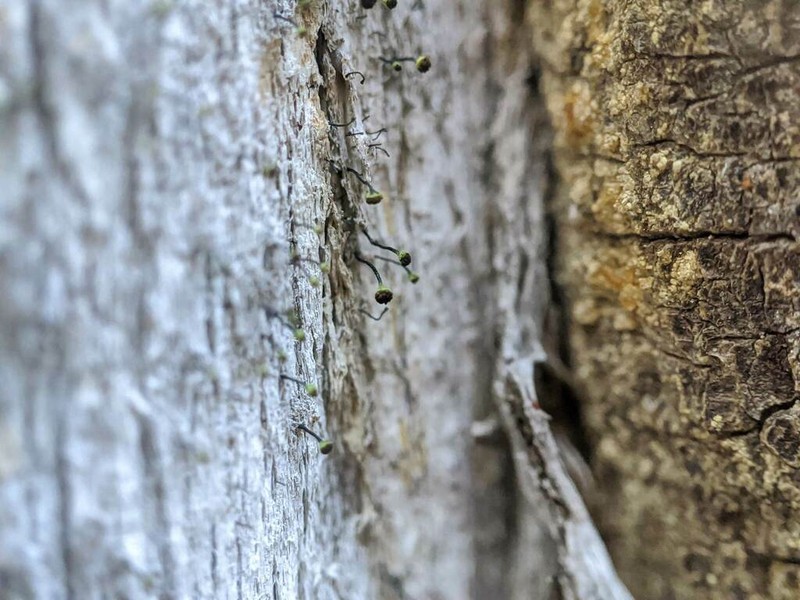 Hispid Needle Lichen