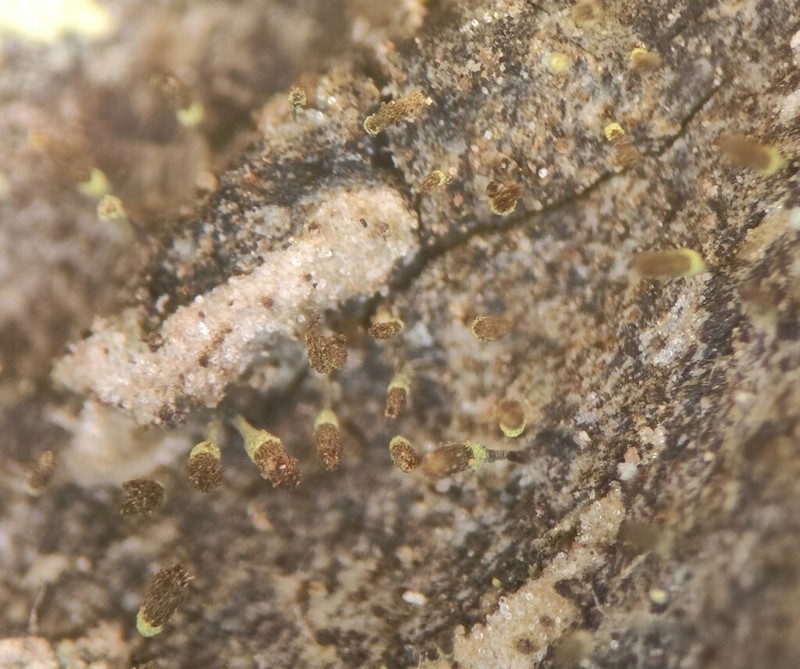 Hispid Needle Lichen photo 2