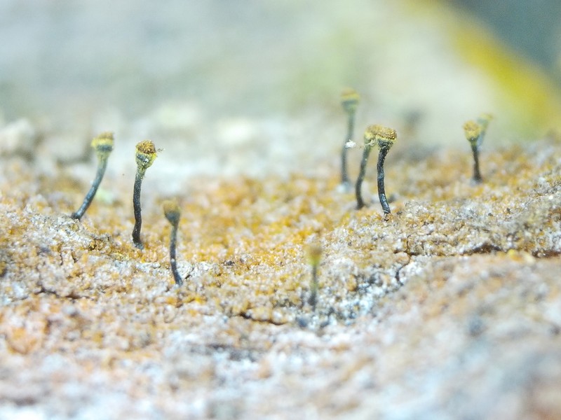 Hispid Needle Lichen photo 3