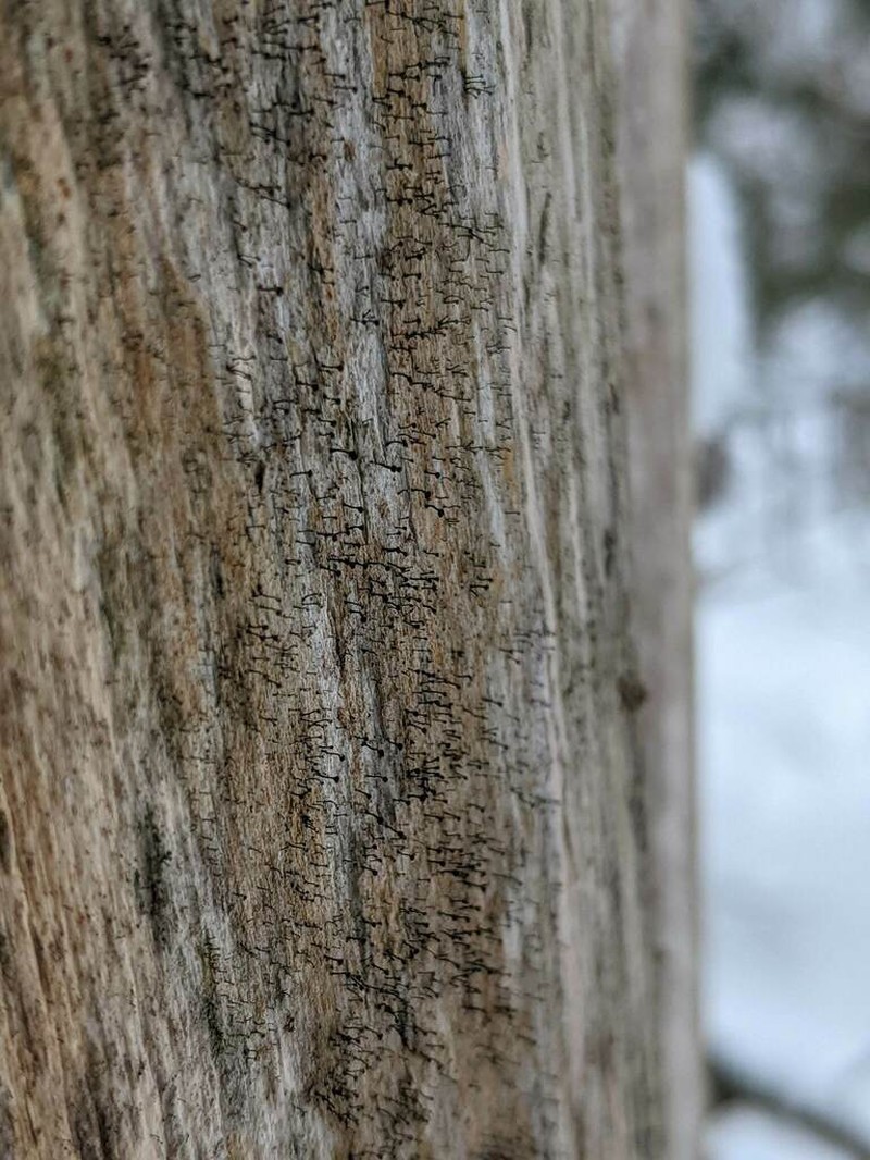 Hispid Needle Lichen photo 4