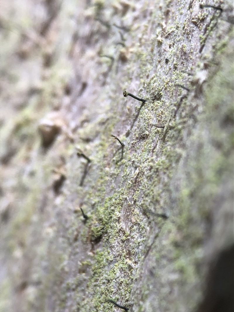 Needle Lichen photo 2