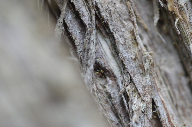 Needle Lichen photo 3