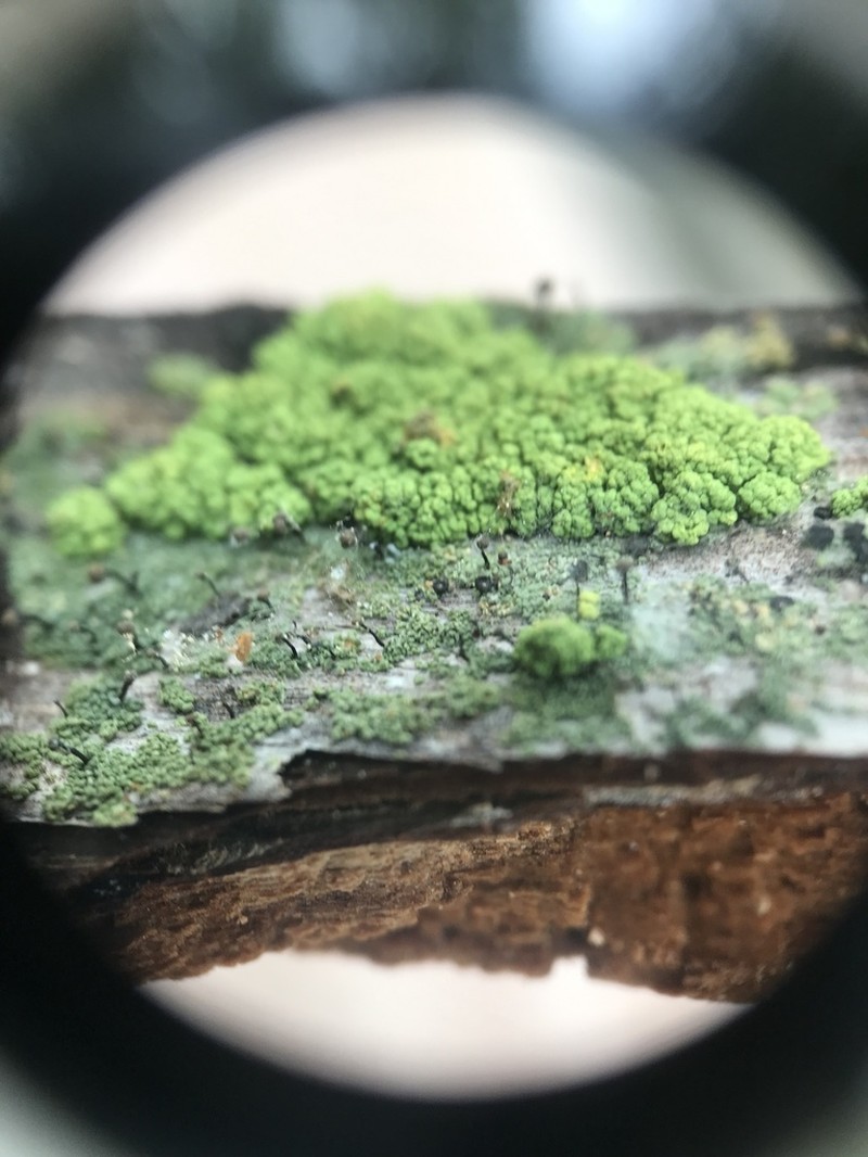 Needle Lichen photo 4