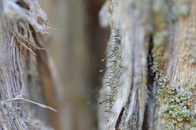 Needle Lichen photo 5